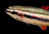 Нанностомус Маргинатус карликовый (Nannostomus marginatus)
