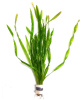 Валлиснерия спиральная (Vallisneria spiralis)