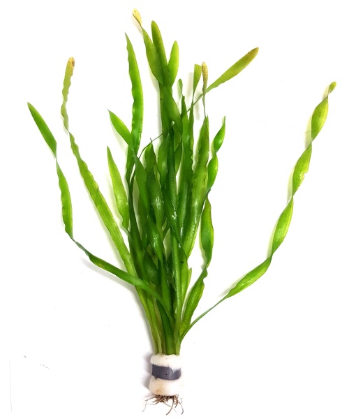 Валлиснерия спиральная (Vallisneria spiralis)