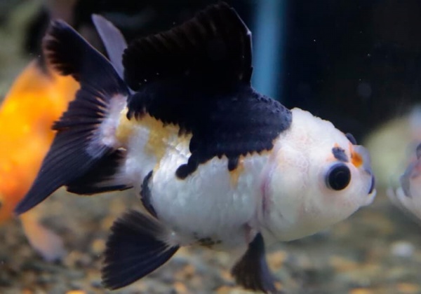 Оранда черно-белая (Goldfish Oranda black-white)