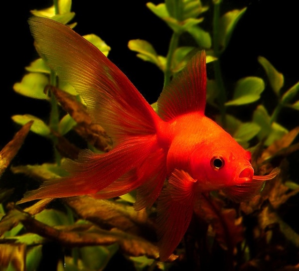 Риукин красный вуалехвостый  (Goldfish Ryukin red veiltail)