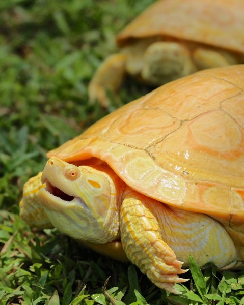 Черепаха Красноухая альбинос (лат. Trachemys scripta)