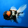 Оранда трехцветная (Goldfish Oranda trikolor)