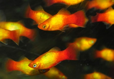 Пецилия солнечная закат (Xiphophorus maculatus sunset Platy) сансэт
