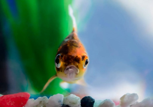 Золотая рыбка Шубункин ситцевый( Goldfish Shubunkin calico)