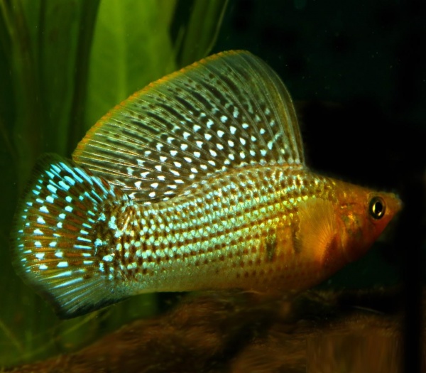 Моллинезия зеленая (Poecilia sphenops Green Sailfin Molly)