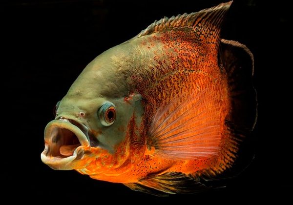 Цихлида Астронотус ореховый 5-6 см (Astronotus Ocellatus)