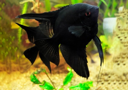 Скалярия черный бархат (pterophyllum black velvet)