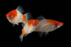 Меченосец Геллера кои красноглазый (Xiphophorus helleri Koi Red Eye)