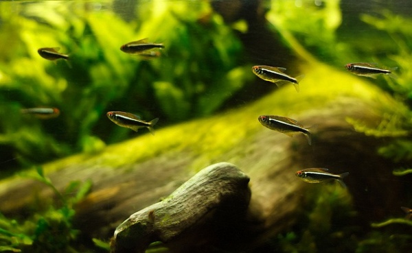 Неон чёрный (Hyphessobrycon herbertaxelrodi)