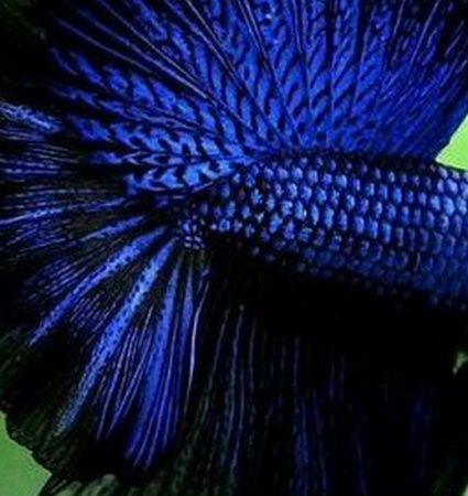 Петушок Халф Мун черно-синий призрак самец (betta splendens halfmoon black blue ghost)