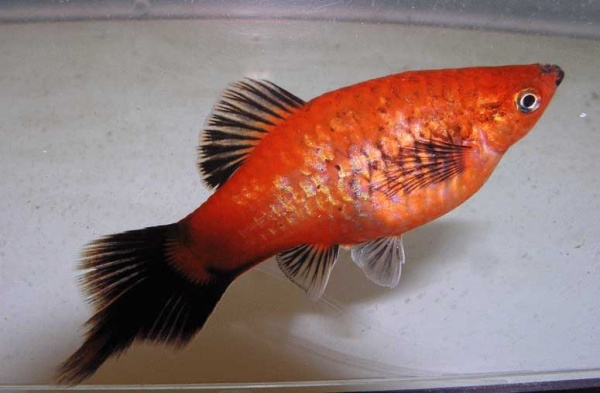 Пецилия редиска (Xiphophorus maculatus red black veiltail)