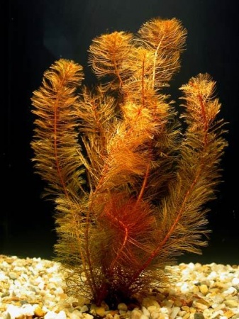 Перистолистник красный (Myriophyllum mattogrossense)