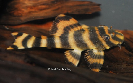 Пеколтия Рио Токантис L080 сом (Peckoltia sp. L080) 3,8 см 