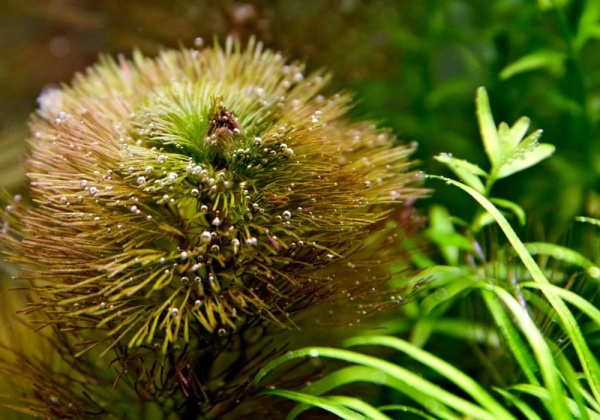 Кабомба красная вильчатая (Cabomba-furcata)