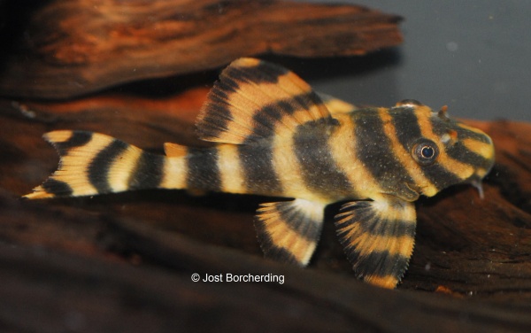 Пеколтия Рио Токантис L080 сом (Peckoltia sp. L080) 3,8 см 