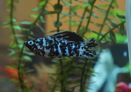 Моллинезия Долматинец (Poecilia sphenops)