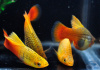 Пецилия пестрая радужная высокоплавничная (Xiphophorus variatus sunset rainbow hai-fin Platy)