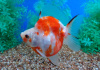 Риукин сакура короткохвостый (Goldfish Ryukin Sakura short tail)