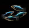 Пецилия синий смокинг (Xiphophorus maculatus blue tuxedo Platy)