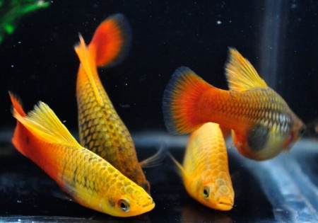 Пецилия пестрая радужная высокоплавничная (Xiphophorus variatus sunset rainbow hai-fin Platy)