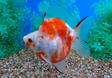 Риукин сакура короткохвостый (Goldfish Ryukin Sakura short tail)