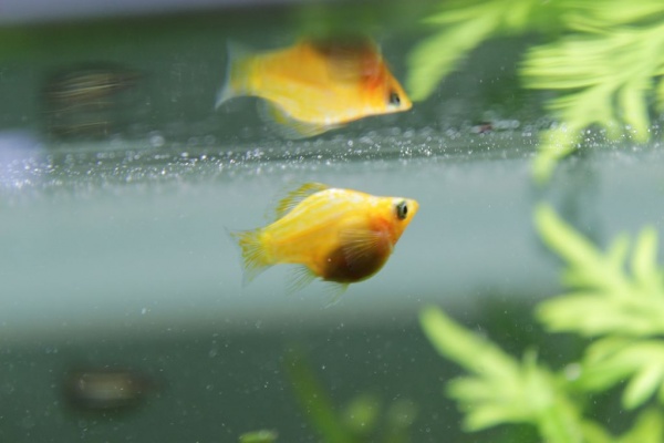 Моллинезия золотой баллон (Poecilia sphenops Golld Molly balloon)