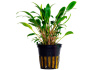 Криптокорина блестящая Люценс (Cryptocoryne lucens)