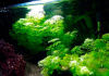 Лимнофила сидячецветковая (Limnophila sessiliflora)