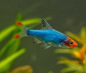 Расбора Савбва или Красноносая расбора (Sawbwa resplendens)