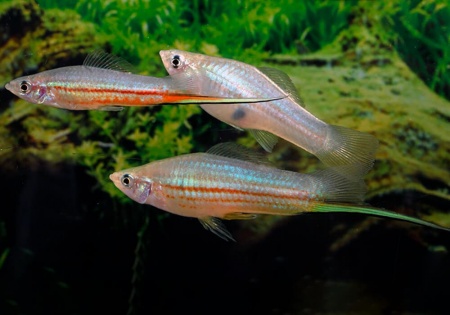 Меченосец Геллера зеленый (Xiphophorus helleri Green)