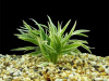 Драцена (Dracaena sanderina)