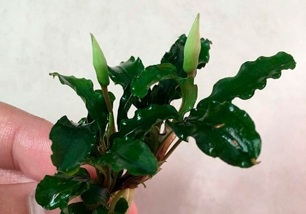 Буцефаландра зелёная Волнистая (Bucephalandra sp Green Wave )  1 ветка