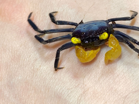 Краб Вампир Лекауда Самка  (Geosesarma sp. “lecauda”)