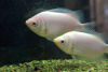 Гурами целующийся (Helostoma temminkii) 5 см