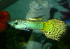 Гуппи кобра зеленая (Guppy Cobra green)