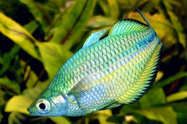 Радужница Озерная Меланотения Бирюзовая (Melanotaenia lacustris)