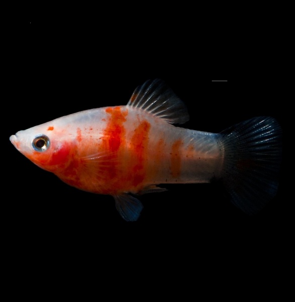 Пецилия красное сердце (Xiphophorus maculatus Bleeding Heart Platy)
