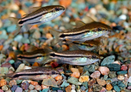 Коридорас пигмей (Corydoras pygmaeus) сом
