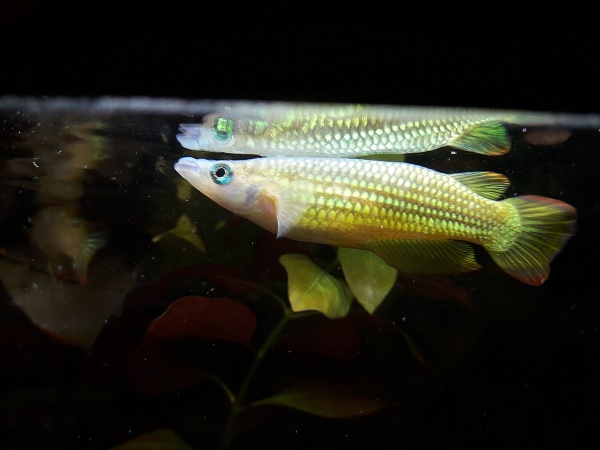 Аплохейлус линеатус (лат. Aplocheilus lineatus) Золотая щучка