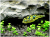Тетрадон карликовый (Tetraodon travancoricus)