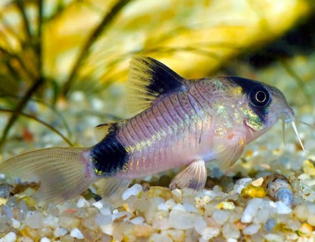 Коридорас Панда (Corydoras panda)  сом  2,2-2,5 см 