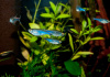Боелка фредкоха или тетра голубая (Boehlkea fredcochui. Blue Tetra)