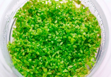 Хемиантус микрантемоидес (Hemianthus Micranthemoides)