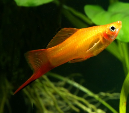 Меченосец Золотая комета (Xiphophorus helleri Golden)