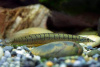 Макрогнатус зебровый (Macrognathus zebrinus)  7-8 см