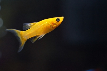 Моллинезия желтая лирохвостая (Poecilia sphenops Gold Molly)