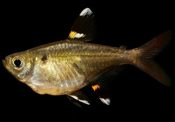 Пристелла прозрачная Тетра (Pristella Maxillaris) 2 см