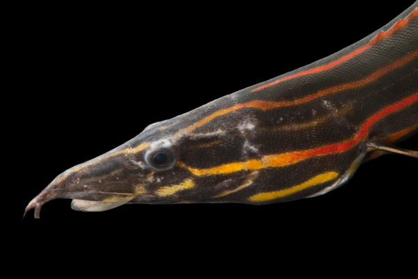 Мастацембел Краснополосый (Mastacembelus Erithrothaenia)  12-15 см