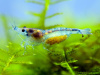 Креветка "Небесная Жемчужина" (Neocaridina Blue Pearl)